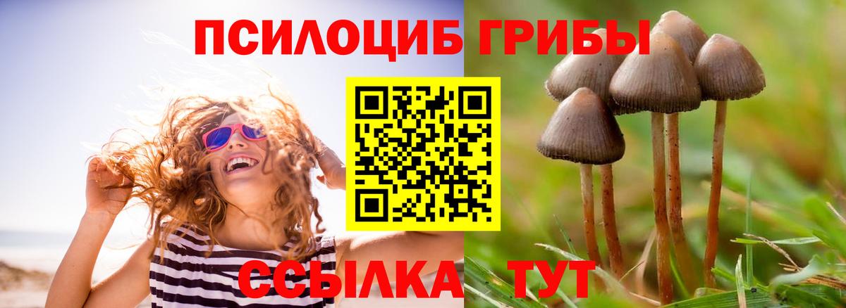 Псилоцибиновые грибы мицелий Ленинск-Кузнецкий